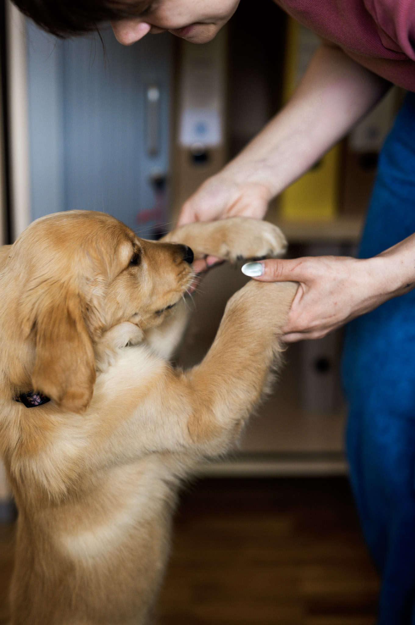 Hortmitarbeiter Bilbo – der Hund der Glitzerdrachen gibt Pfötchen